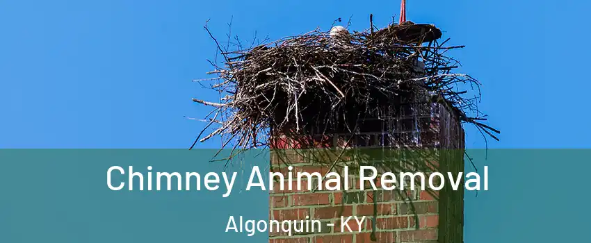 Chimney Animal Removal Algonquin - KY