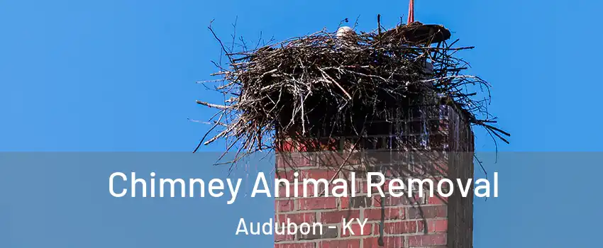 Chimney Animal Removal Audubon - KY