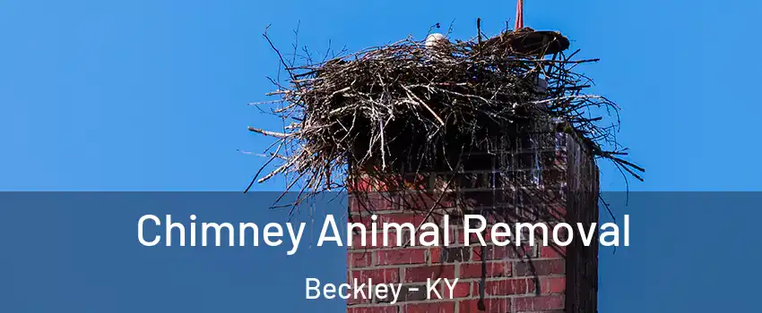 Chimney Animal Removal Beckley - KY