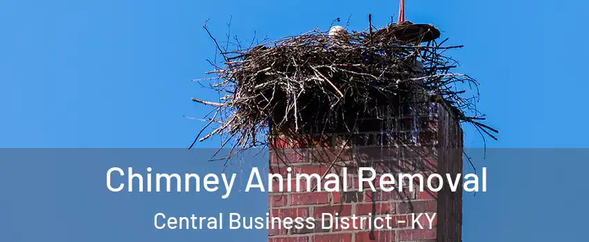 Chimney Animal Removal Central Business District - KY