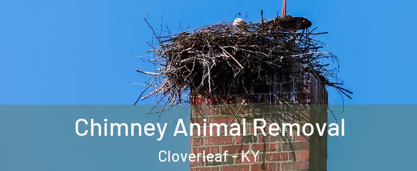 Chimney Animal Removal Cloverleaf - KY