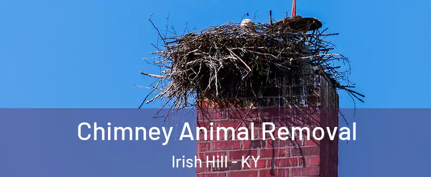 Chimney Animal Removal Irish Hill - KY