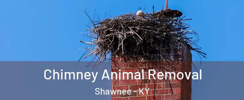 Chimney Animal Removal Shawnee - KY