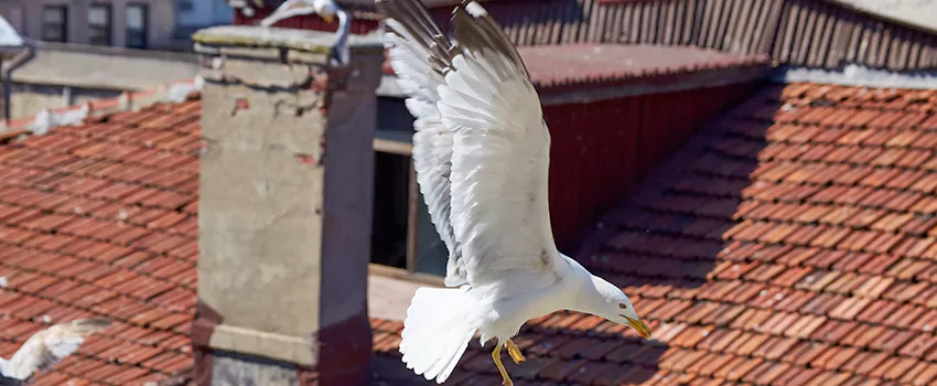 Residential Chimney Animal Removal Solution in Rockcreek Lexington Road, KY